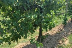 VIGNETO-STORICO-RID-1