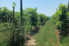 viti-storiche-2-rid