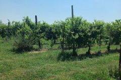 viti-storiche-3-rid
