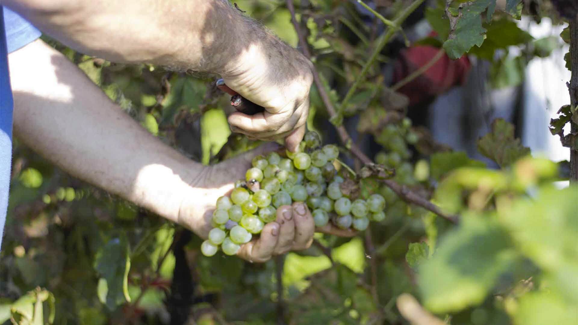 raccolta uva bianca cantina Stramaret Valdobbiadene